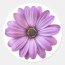 Search for white daisy stickers Nature