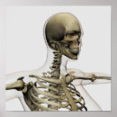 Search for temporal bone Teeth