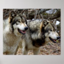 Search for stare art Wolf
