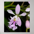 Search for epidendrum Flower photos