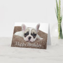 Search for lying cards Puppy