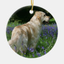 Search for flat coated retriever christmas tree decorations Canine photographer