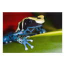 Search for poison dart frog posters Close up