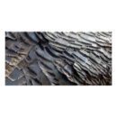 Search for wild turkey posters Nature