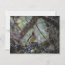 Search for branches postcards Wildlife