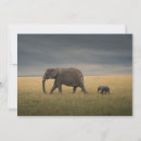 Search for african nations cards Maasai mara national reserve