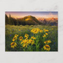 Search for coniferous trees postcards Landscape