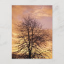 Search for orange sky postcards Tree