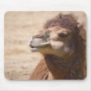Search for dromedary electronics Desert