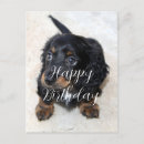Search for funny dachshund birthday cards Pet