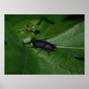 Search for beetles posters Insects
