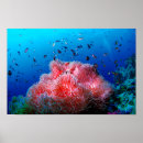 Search for sea life posters Anemone
