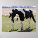 Search for filly posters Mare