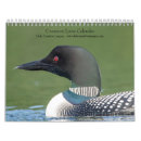 Search for loons photography Common loon