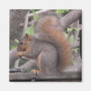 Search for squirrel photo magnets Photograph