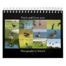 Search for geese calendars Goose