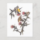 Search for birds of america postcards John james audubon