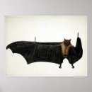 Search for fruit bat art Wildlife