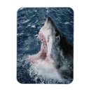 Search for up and fish magnets Colour image
