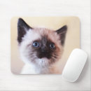 Search for siamese cat mouse mats Photography