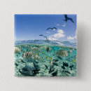 Search for lagoon badges Fish