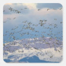 Search for migrate square stickers Bird