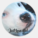 Search for pitbull stickers Pets