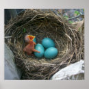 Search for robin egg art Nature