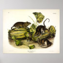 Search for rats posters Illustration