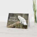 Search for arctic fox cards Animal