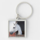 Search for equidae Animal