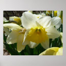 Search for white daffodil posters Nature