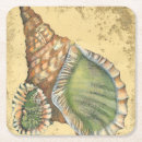 Search for seashell coasters Nature