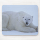 Search for polar bears mouse mats Canada