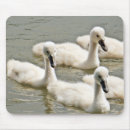 Search for young bird mouse mats Birds