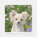 Search for cute chihuahua napkins Animal