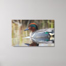 Search for danita delimont canvas prints Arctic