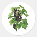 Search for currants Fruit