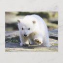 Search for bear postcards animals in the wild