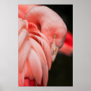 Search for make up photography Wildlife