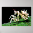 Search for adaptability posters Animal