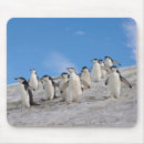 Search for antarctic mouse mats Bird