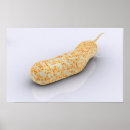 Search for bacterium posters Digitally generated image