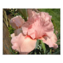 Search for bearded iris posters Garden