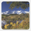 Search for aspen trees stickers Rocky mountains