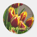 Search for spring tulips magnets Nature