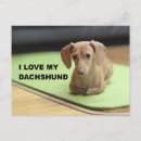 Search for sausage dog postcards Doxie