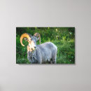 Search for sheep canvas prints Nature