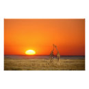 Search for giraffe couple posters Wildlife