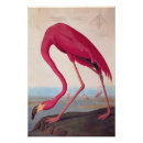 Search for american flamingo posters Audubon